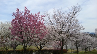 DCIM0992.JPG
